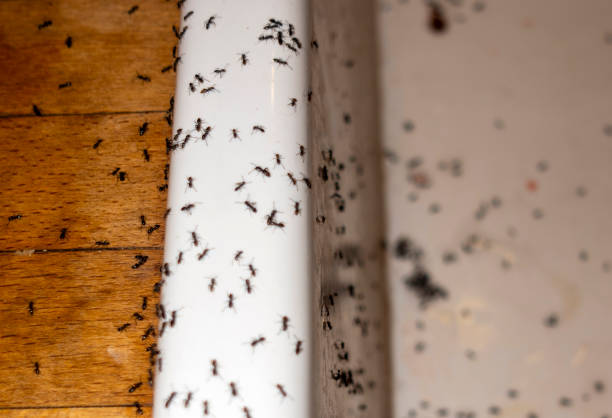 Best Emergency Pest Control  in Port Barre, LA