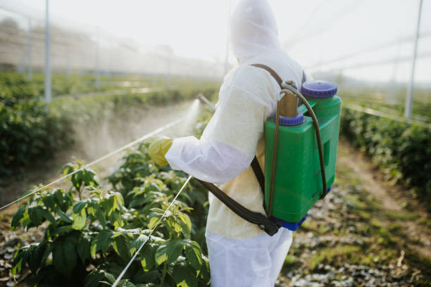 Best Local Pest Control Services  in Port Barre, LA